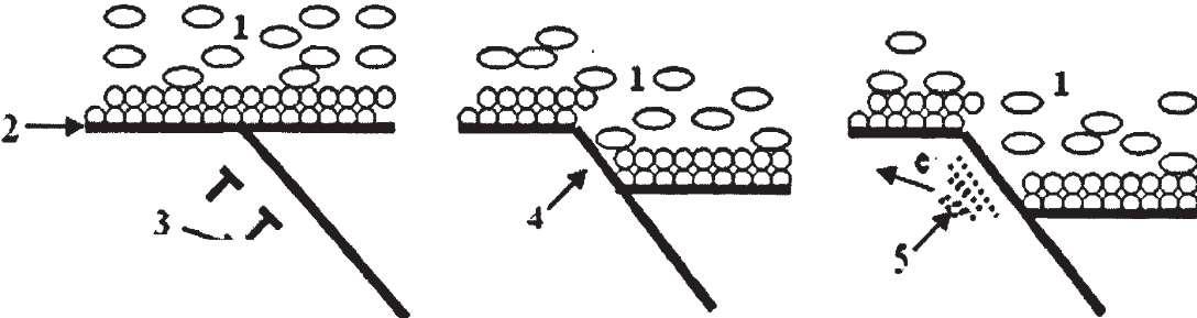 再鈍化過程的循環(huán)往復。如圖1.3 所示